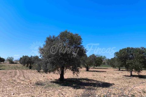 Helårsgrund i Yecla, Murcia, Yecla - € 26.500 | Ref: SF0526 - foto 11